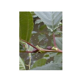 Msa alnus glutinosa 50 ml