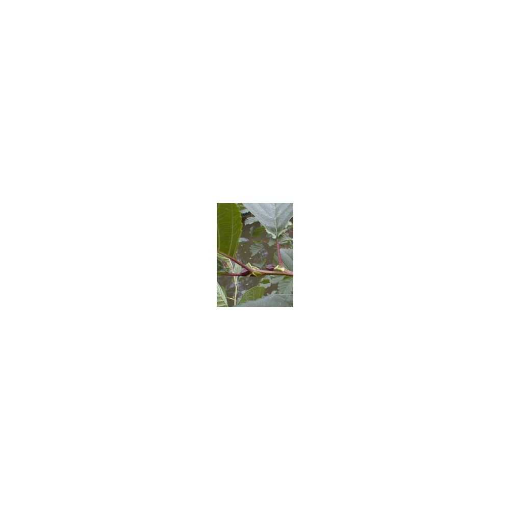 Msa alnus glutinosa 50 ml