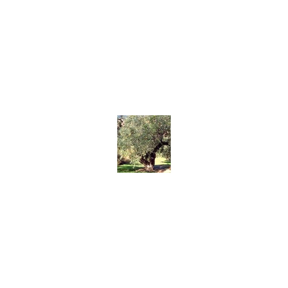 Msa olea europea 50 ml