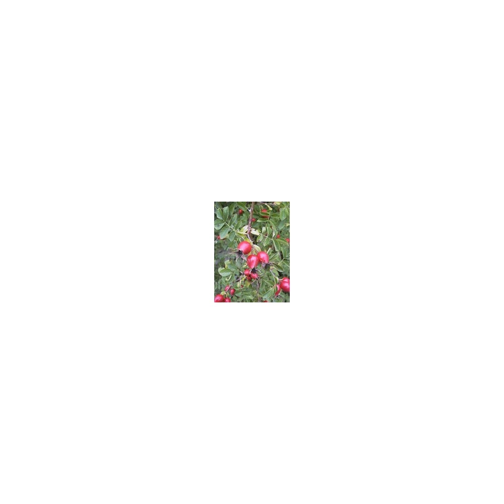 Msa rosa canina 50 ml