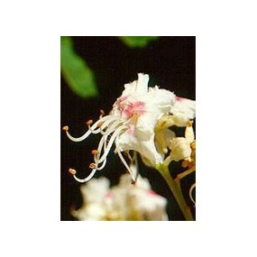 Msa aesculus hippoca 50 ml