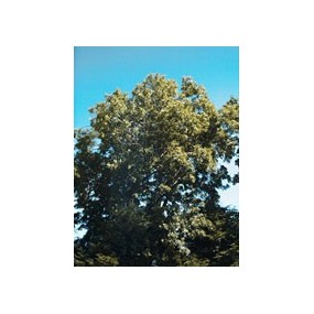 Msa fraxinus excelsior 50 ml
