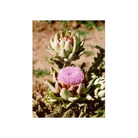 Tsa cynara scolymus 50 ml