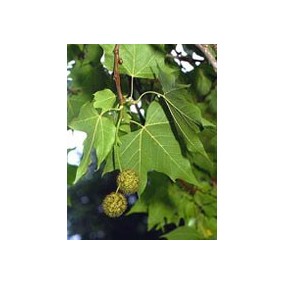 Msa platanus orienta 50 ml