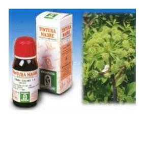 Angelica 55 50ml tm
